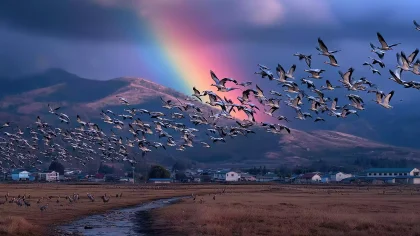 《百鸟朝凤・三苗祥瑞》雨后吉兆