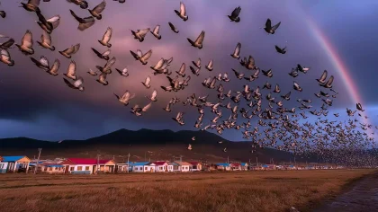 《百鸟朝凤・三苗祥瑞》雨后吉兆