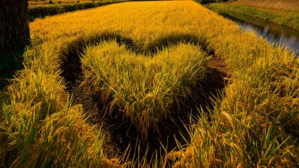 民族文化素材图片