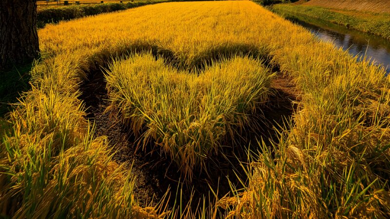 民族文化素材图片