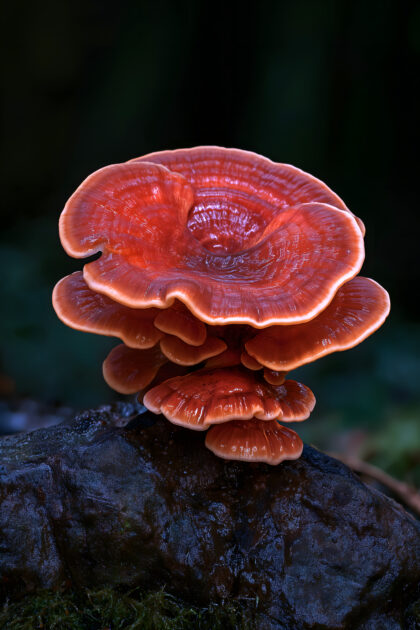 20《灵芝》 (1)